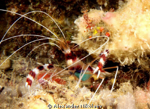 Cleaner shrimp. Canon 40D. by Alexander Nikolaev 